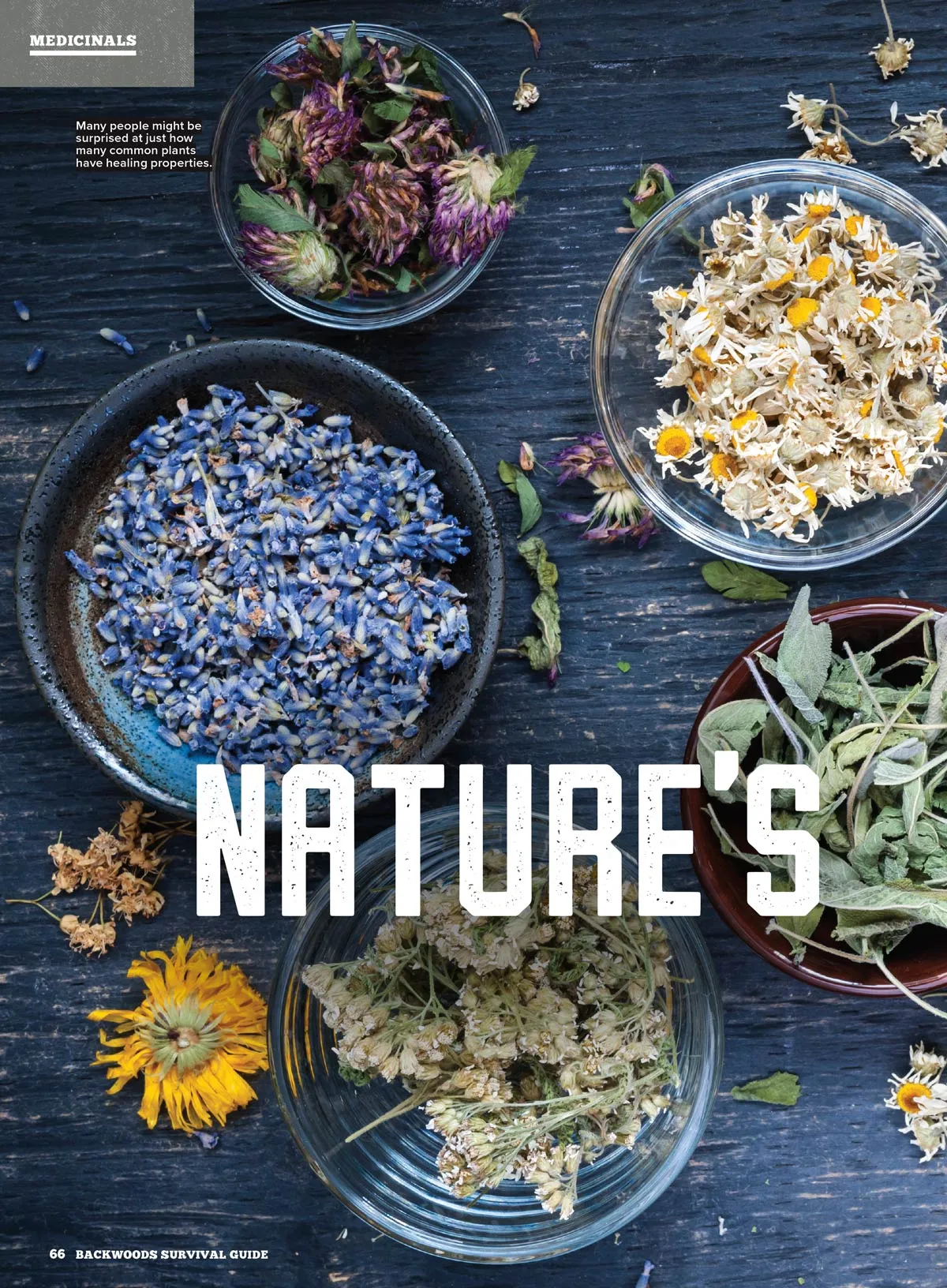 Backwoods Survival Guide - Living Off The Land No. 31:  200  Essential Tips For The Simple Life, Self Reliance Strategies, Wilderness Skills, Homesteading Necessities, Challenges & More!
