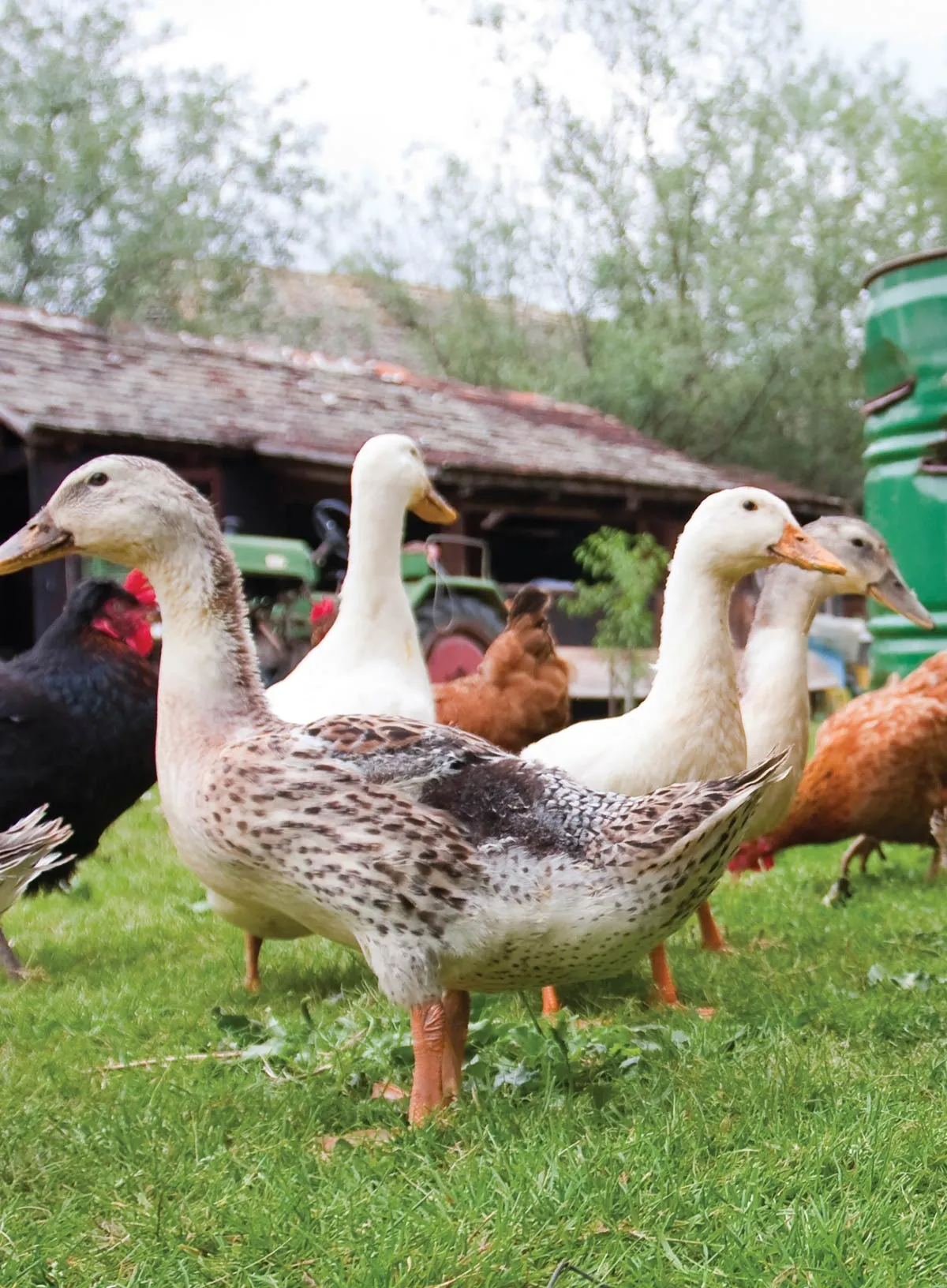 Backwoods Survival Guide - Living Off The Land No. 33: Frugal Living Tips, Suburban Homesteaders, Save Big On Gardening, Canning & Meal Prep Tips, Self-Sufficiency, Homegrown Food Production & More!