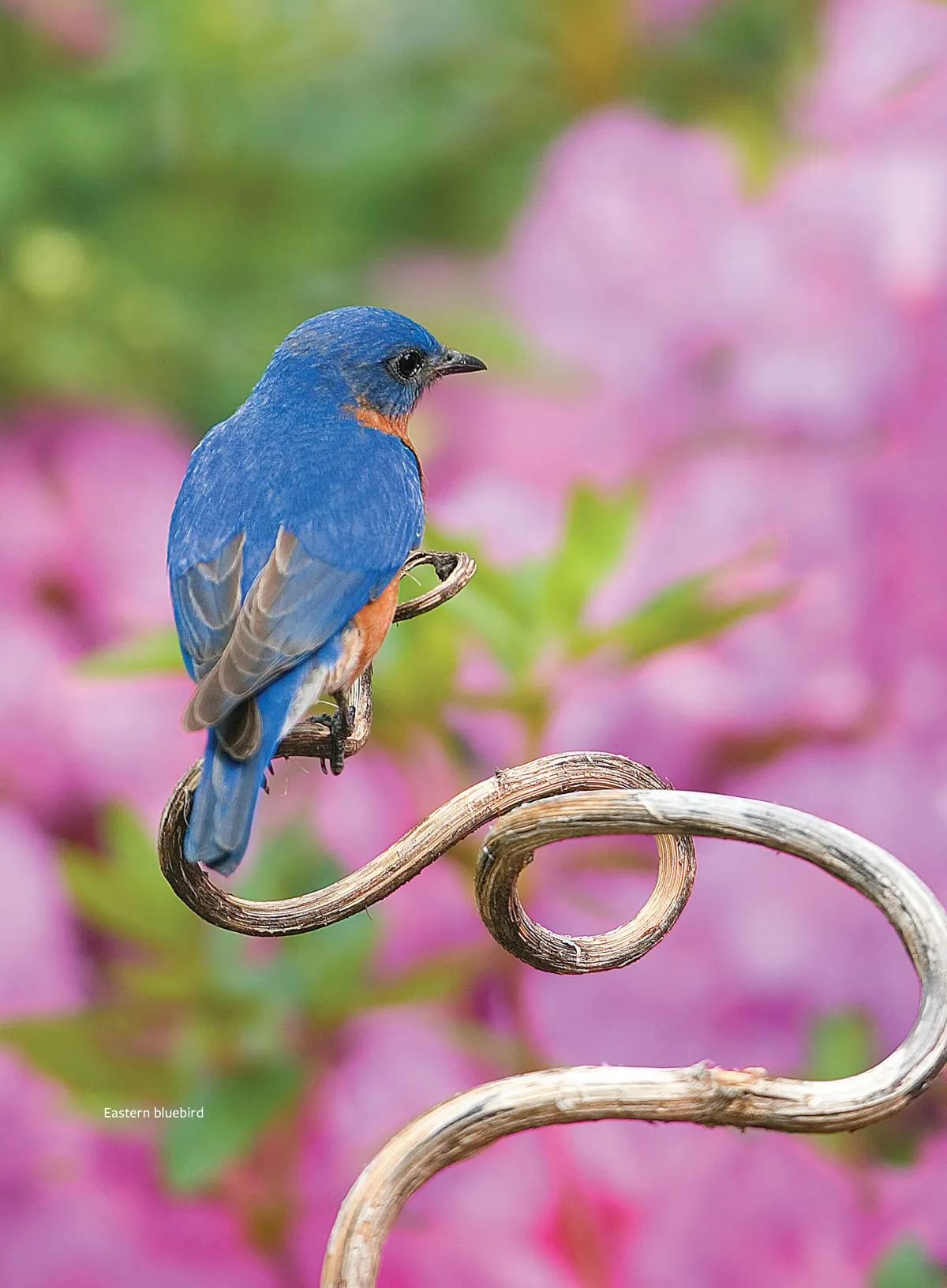 Birds & Blooms - Ultimate Guide To Backyard Birding: Attract Hummingbirds & More With Top Flowers, Feeders & Bird-Friendly Garden Tips & Enjoy Beautiful Birds Right In Your Garden!