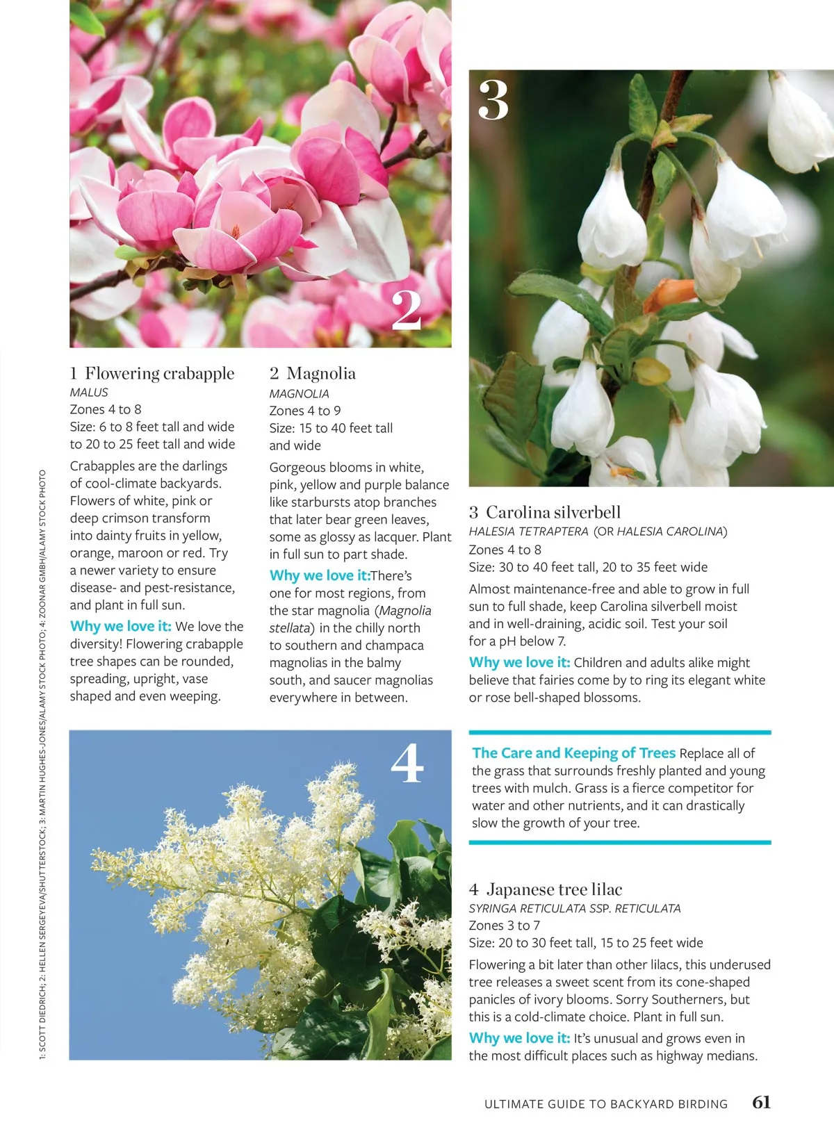 Birds & Blooms - Ultimate Guide To Backyard Birding: Attract Hummingbirds & More With Top Flowers, Feeders & Bird-Friendly Garden Tips & Enjoy Beautiful Birds Right In Your Garden!