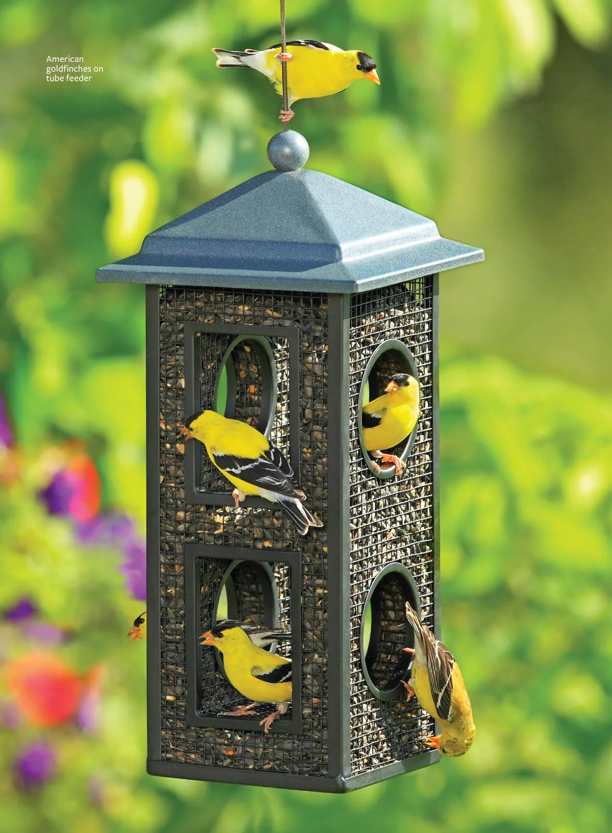 Birds & Blooms - Ultimate Guide To Backyard Birding: Attract Hummingbirds & More With Top Flowers, Feeders & Bird-Friendly Garden Tips & Enjoy Beautiful Birds Right In Your Garden!