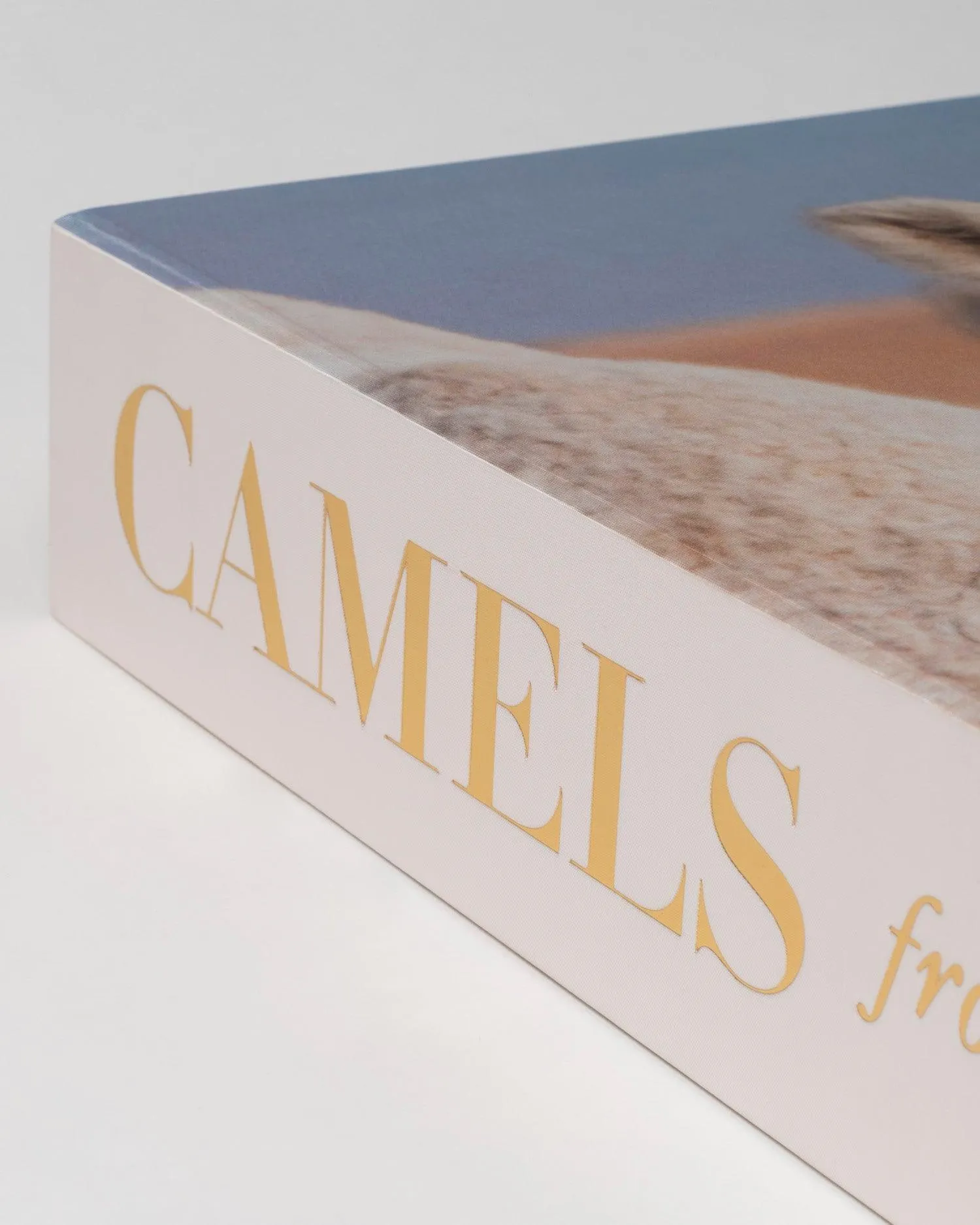 Camels from Saudi Arabia Assouline