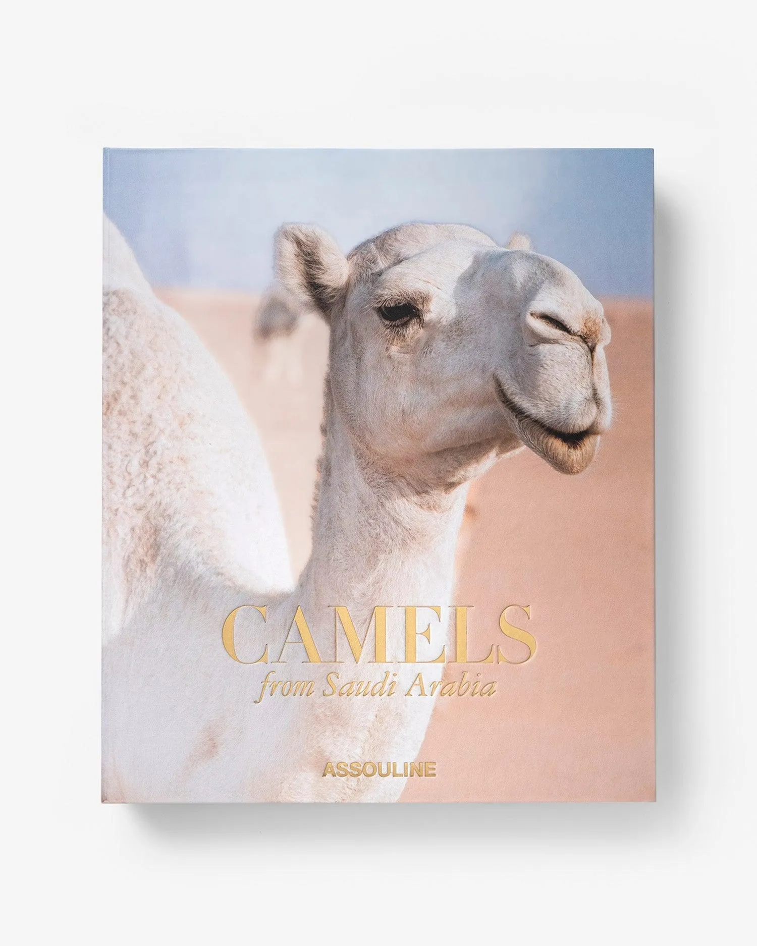 Camels from Saudi Arabia Assouline