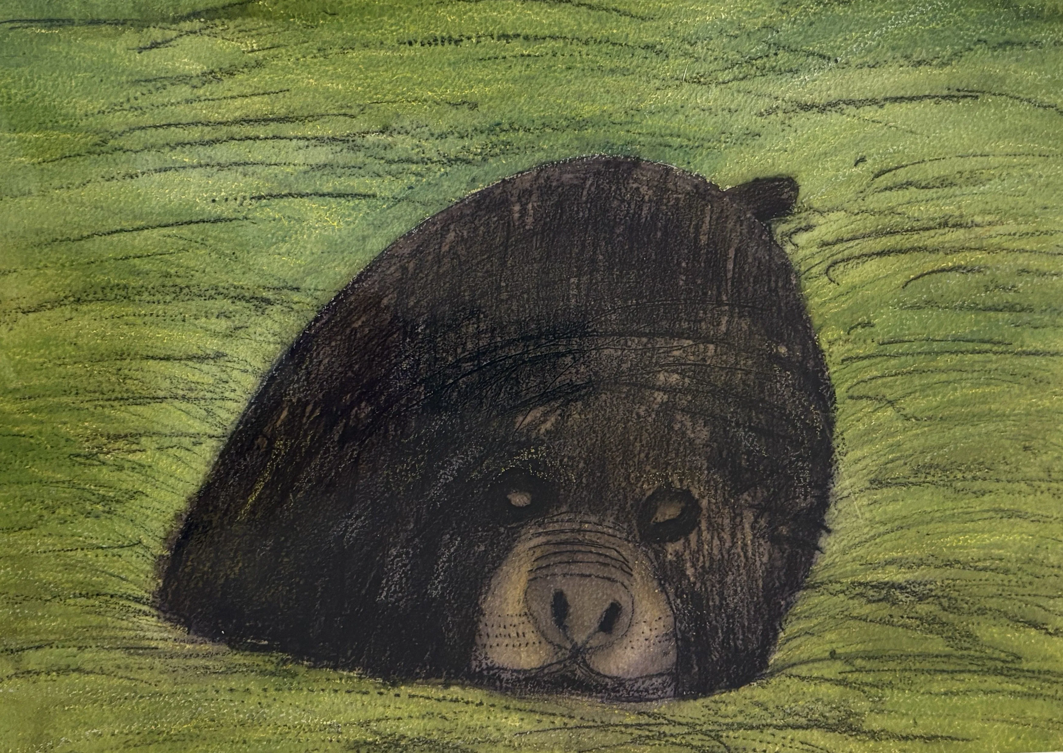 Elephant Seal Sleeping PRINT Alison Lester