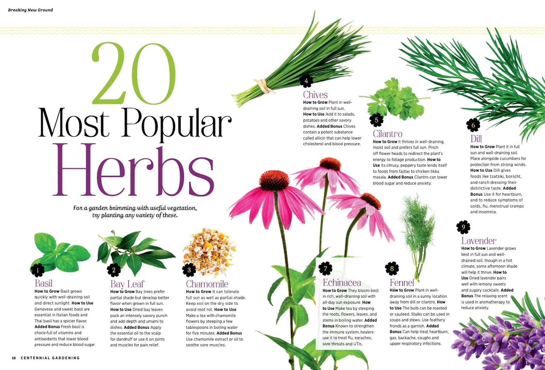 Grow Your Own Herbs - The Ultimate Gardening Guide: Soil Essentials, Easy Planting Tips, Indoor Growing, Harvest & Preserve   50 Ideas for Everyday Use