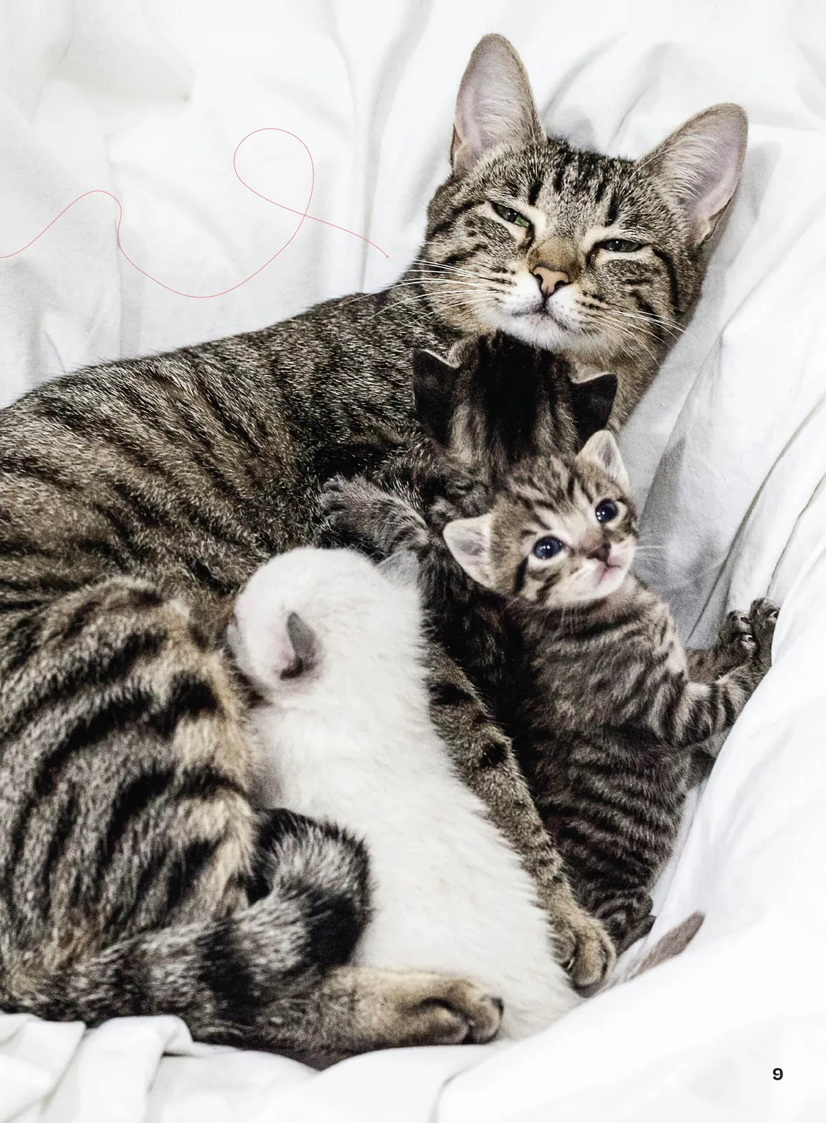 Inside Your Cats Mind - Essential Tips For Bonding, Communication, Understanding Emotional Unique Needs, Creating A Happy Cat-Friendly Home, Strengthening Your Feline Companionship & More!