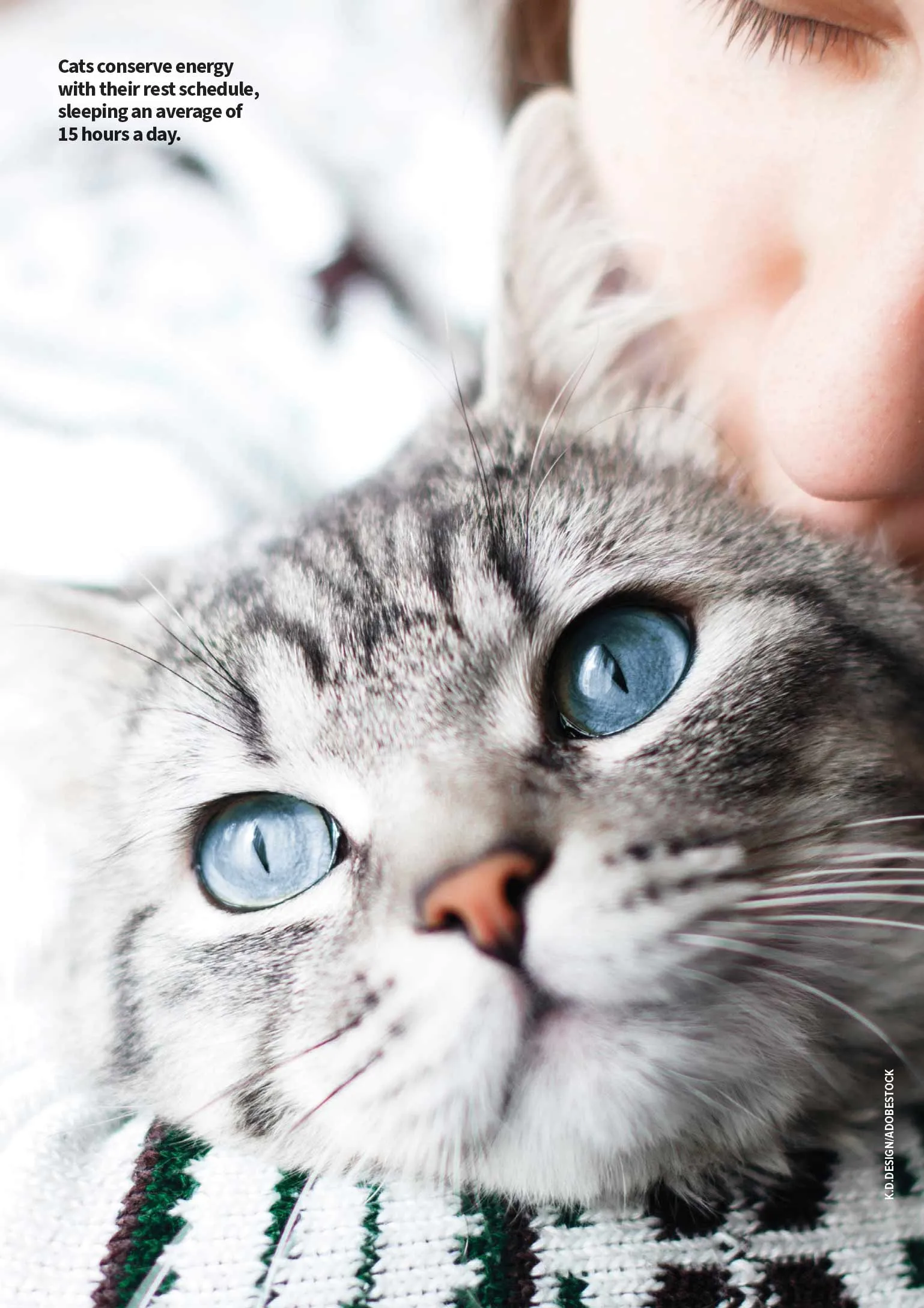 Inside Your Cat's Mind - Guide to Speak Fluent Feline, History & Evolution, 5 Ways To Get A Cat To Like You, FAQs, Cat Royalty, Kittens, Stats, Fun Facts, Championship Breeds, Health Benefits & More!