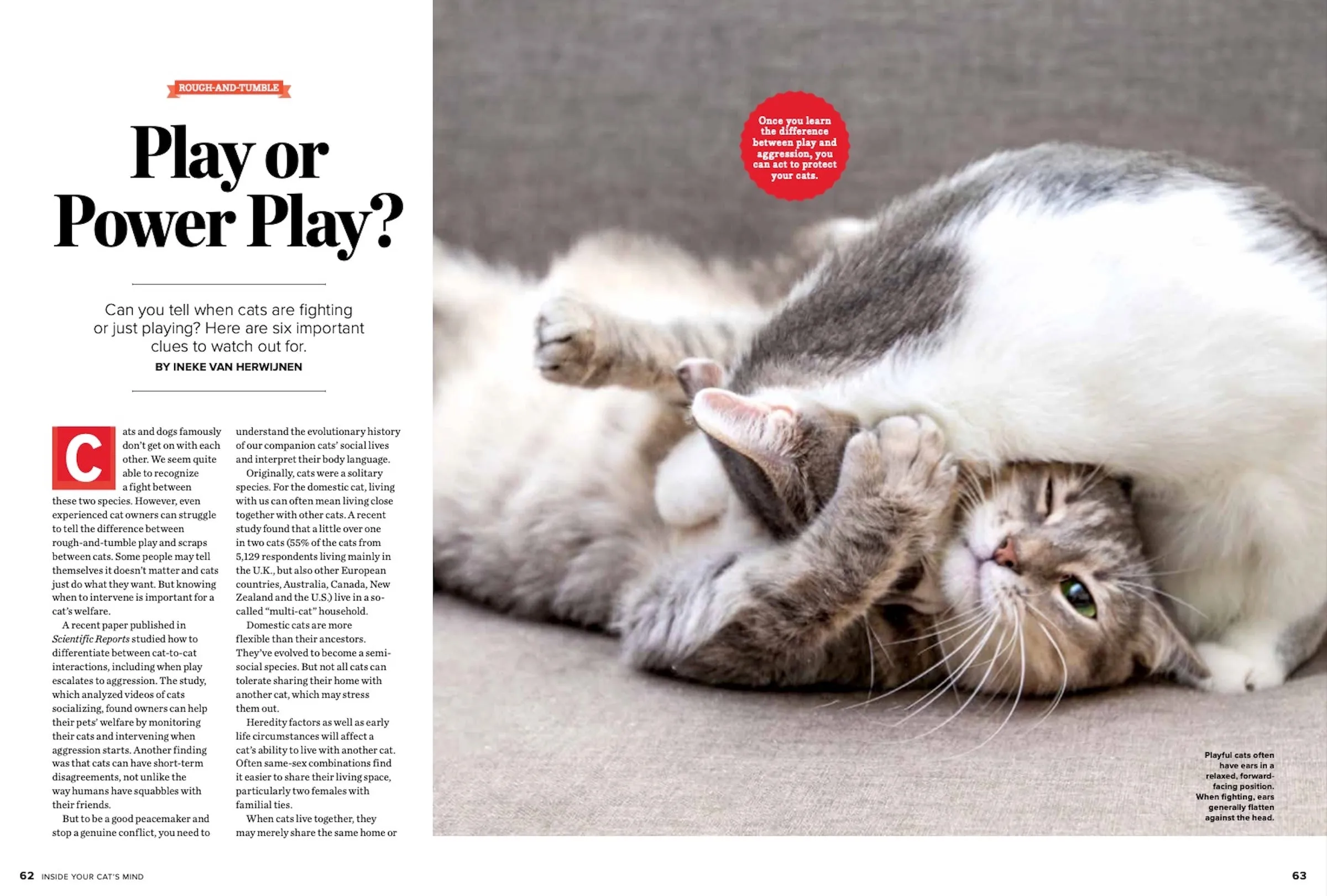 Inside Your Cats Mind - What They Really Think & Need, Dr. Zazie Todd & Mikel Delgado Animal Behaviorist, 10 Essential Strategies For Their Happiness, The Many Meanings Of The Purr & More!