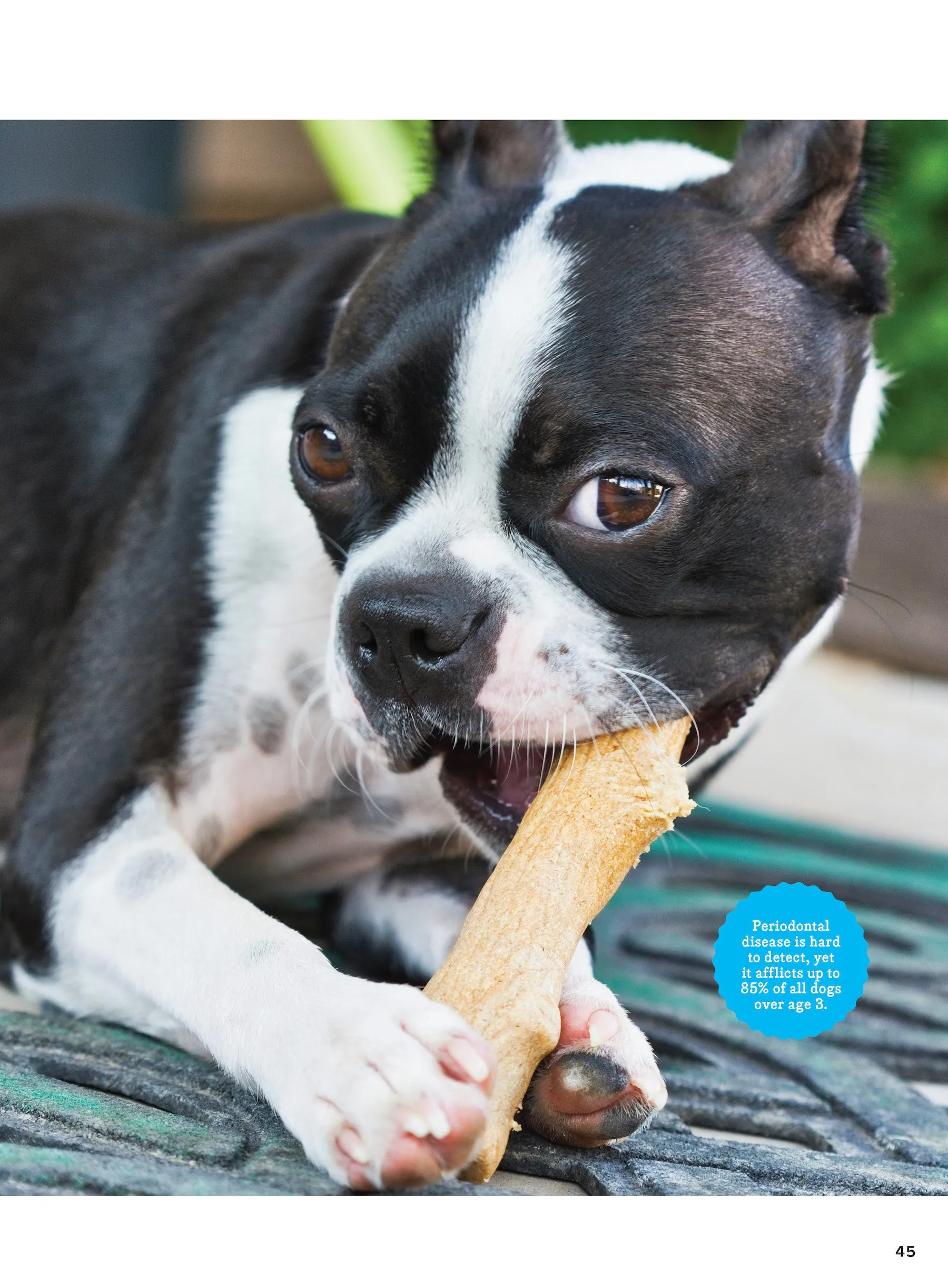Inside Your Dog's Mind - New Discoveries: What They Really Think, Understand Their World, Decode Your Pet's Personality, Dog Dreams Explained   Teach Your Pup English!