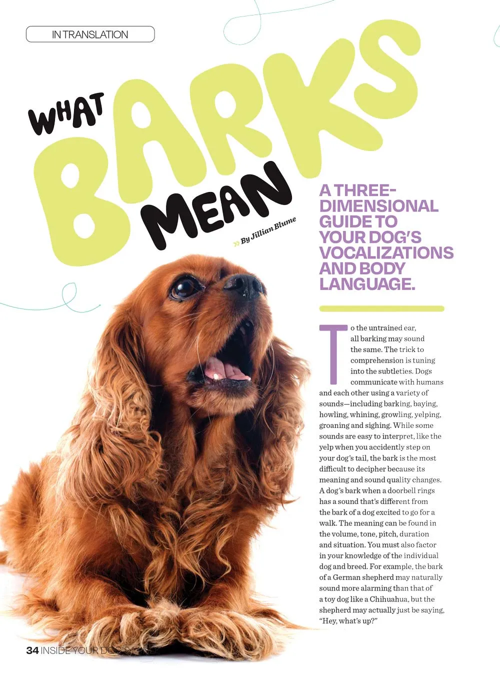 Inside Your Dog's Mind - What They Really Think: Right Way To Touch Them, Bark Meaning, Why Dogs Feel Your Pain, Guide To Pet Insurance, Sniffing Walk, Microadventures, Bonding, Health Span & More!