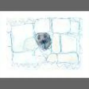 Seal poking its head through the ice PRINT Alison Lester