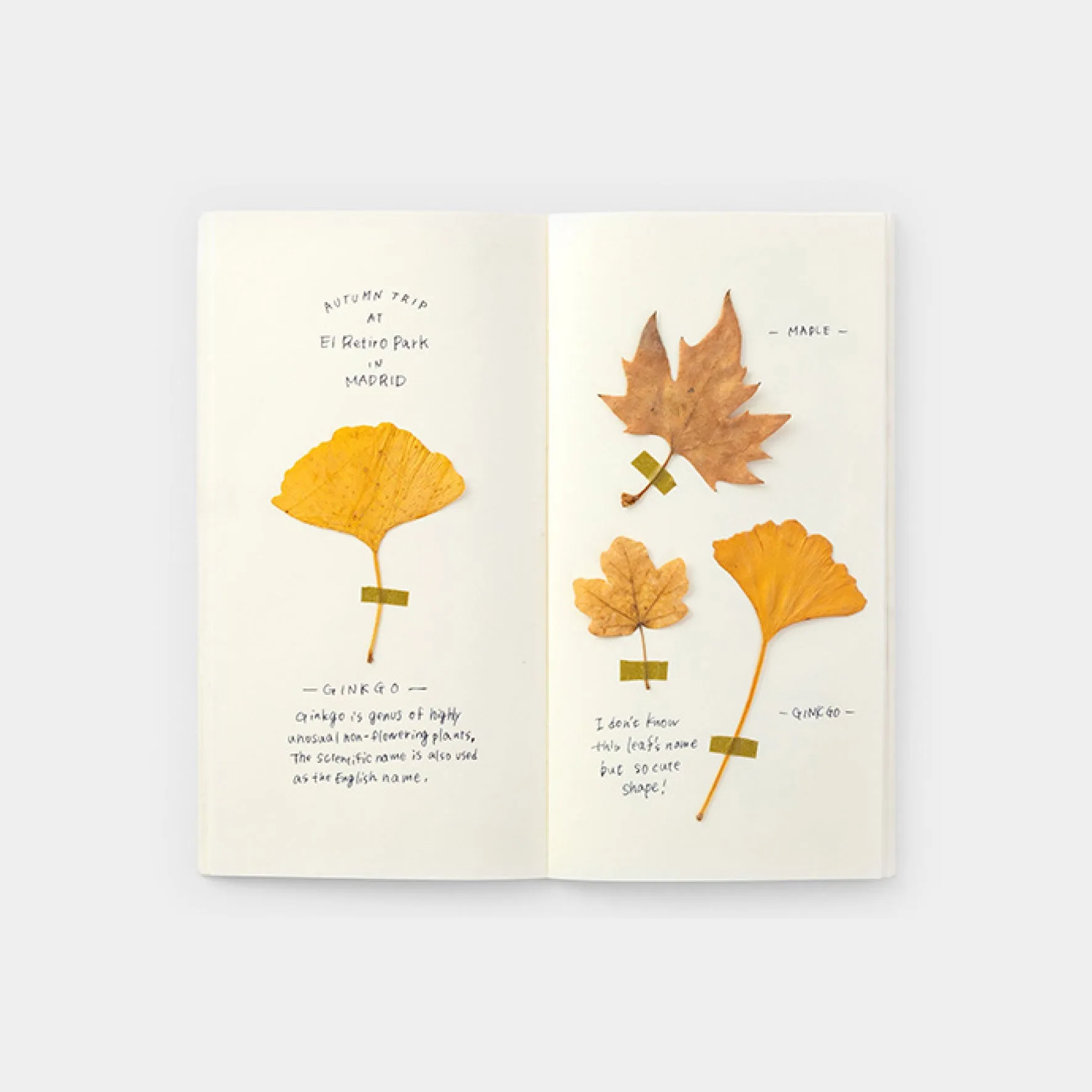Traveler's Company - Inserts - Regular - 025 MD Cream Paper