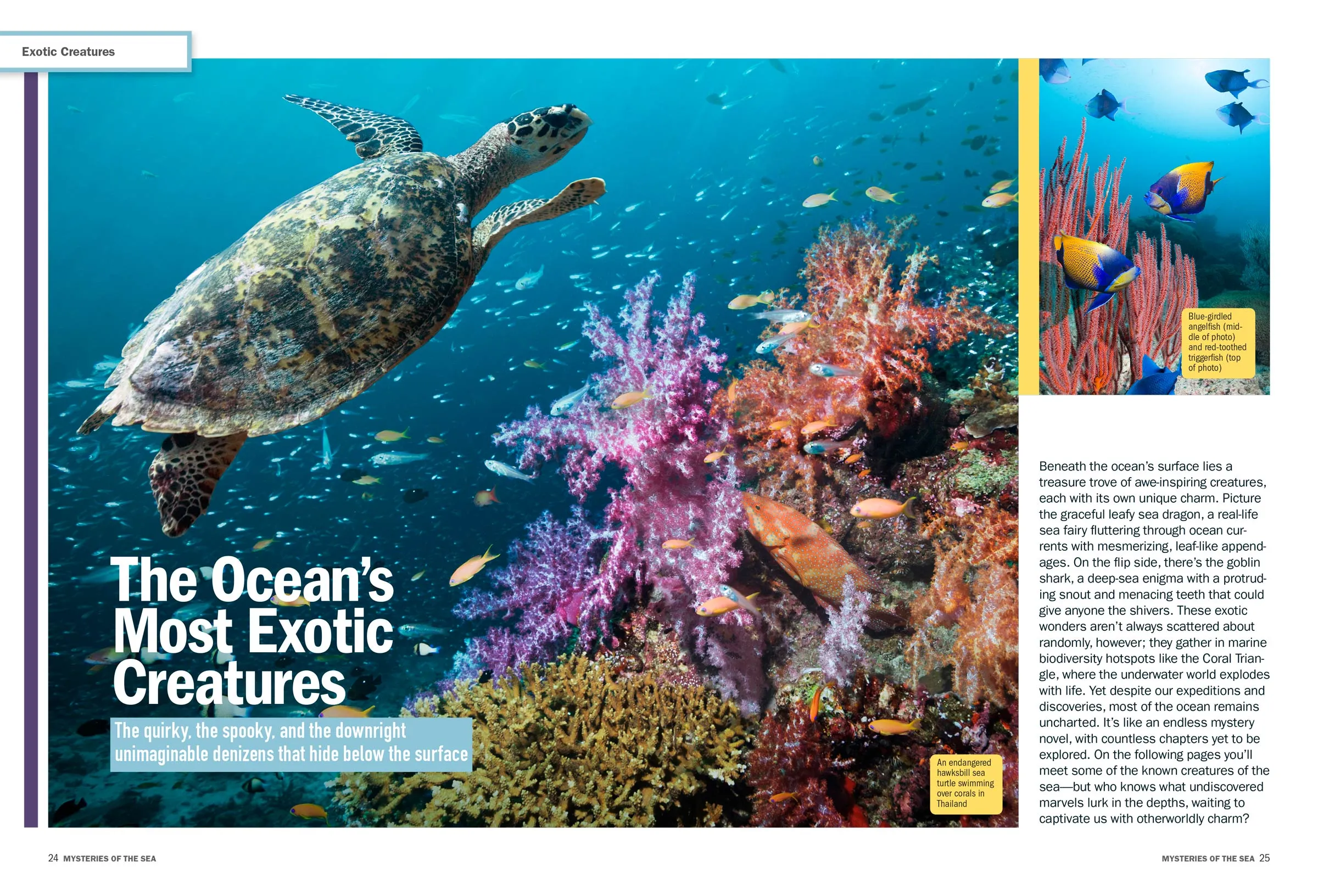 Under the Sea -  Incredible Creatures: Colorful Secrets Of the Briny Deep, New Science, Lost Shipwrecks, Sea Science Unleashed, New Tools For Exploring & Saving Earth's Final Frontier & More!
